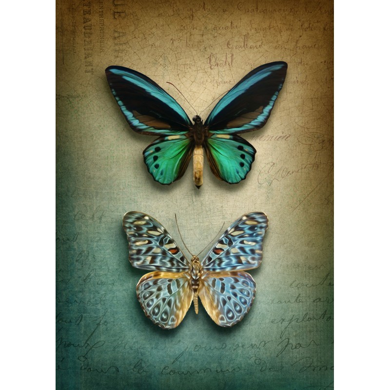 Antique Butterflies