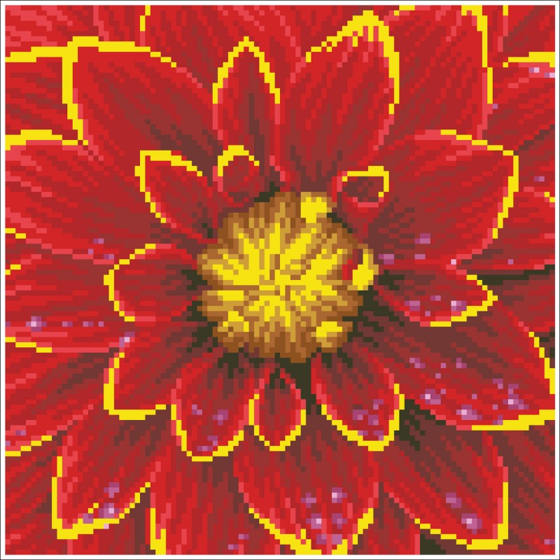 Dahlia with Frame