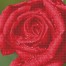 Rose Dew with Frame
