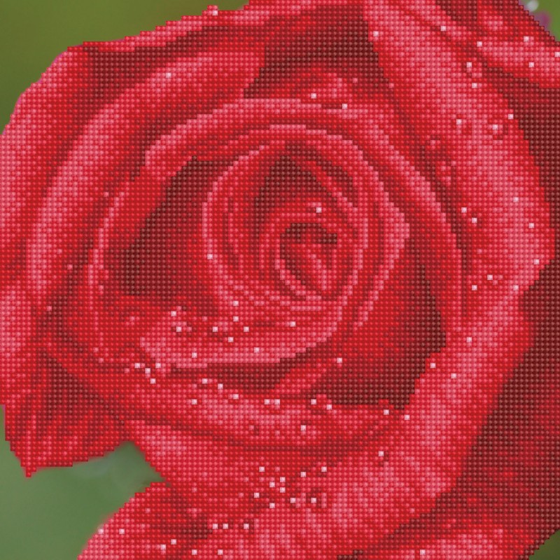 Rose Dew with Frame