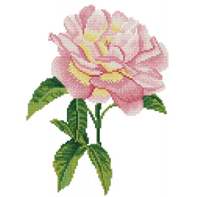 Pink Rose with Frame