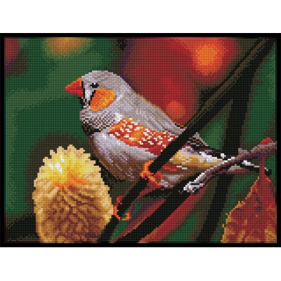 Gouldian Finch - Pre-Framed Kit