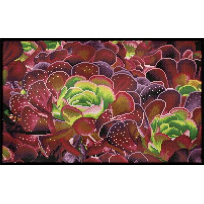 Succulents - Pre-Framed Kit